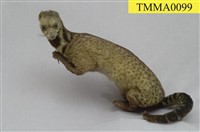 藏品(麝香貓)的圖片